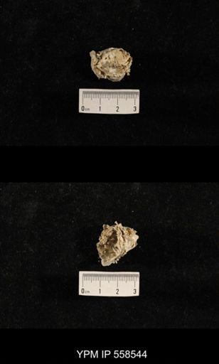 undet. Richthofenioidea