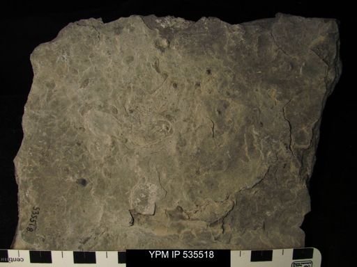 undet. Ostracoda