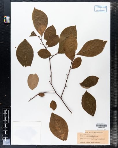 Lindera benzoin