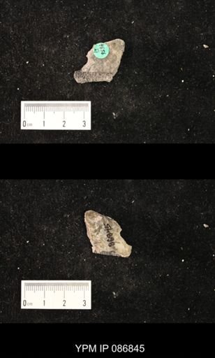 undet. Nautiloidea