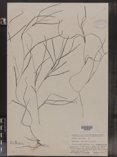 Ruppia maritima