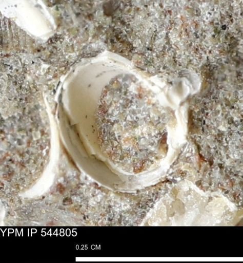 Corbulamella gregaria