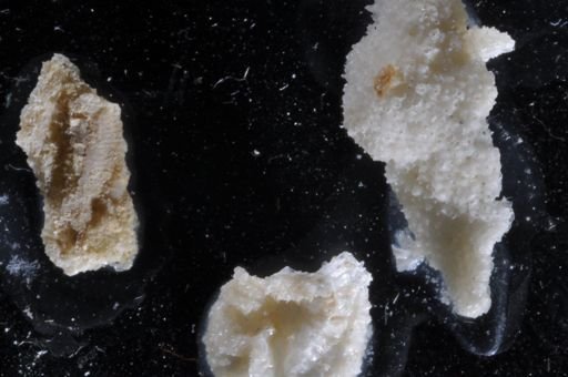 Stylopoma spongites