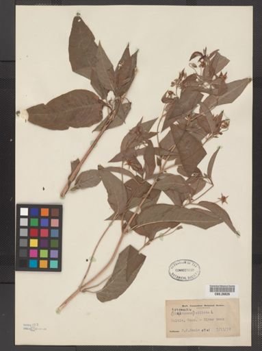 Plantae