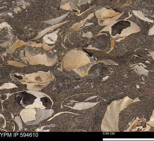 Protocardia sp.