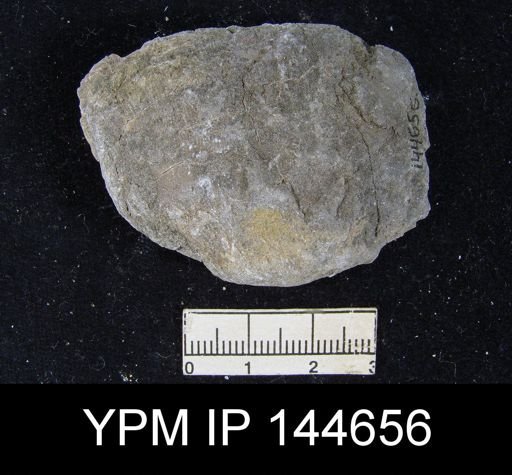 Derbya grandis