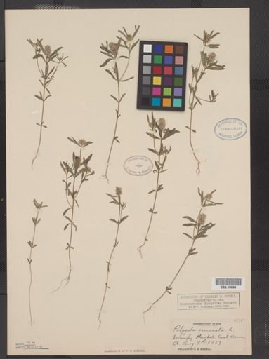 Polygala cruciata