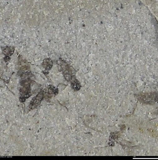 undet. Insecta