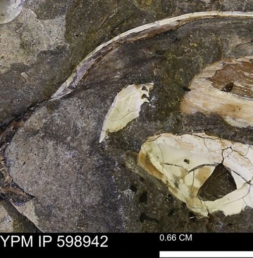 undet. Mollusca