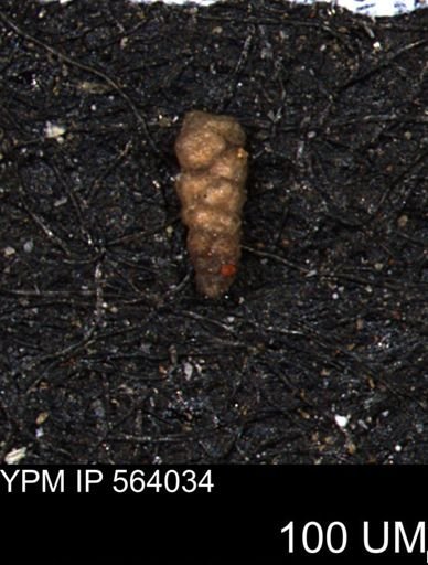 Verneuilinoides hectori