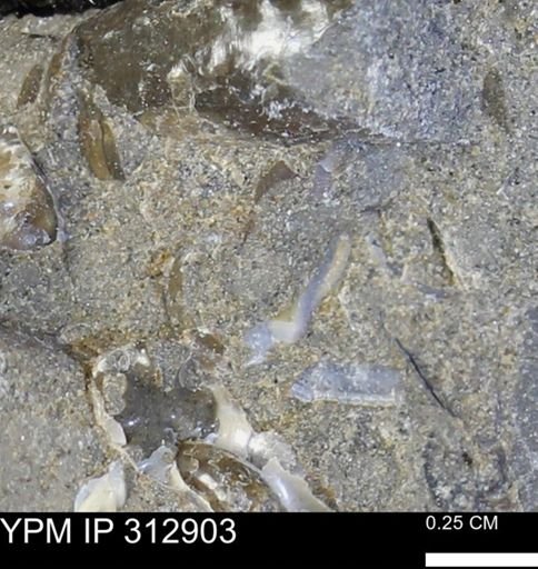 undet. Mollusca