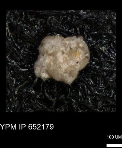 undet. Foraminiferida