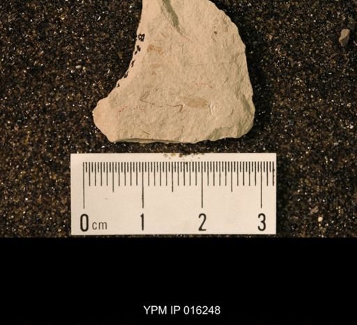 Archescytinidae