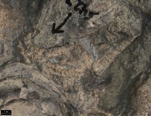 Aplocoma damesii