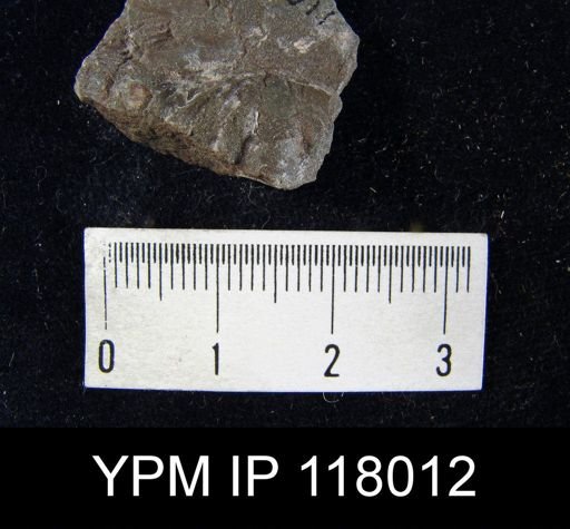 Spirifer subsulcatus