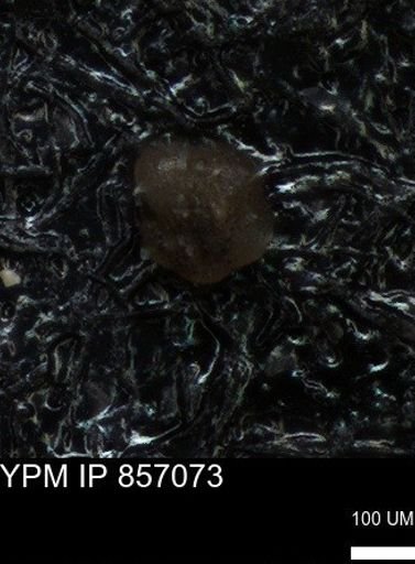 undet. Foraminiferida