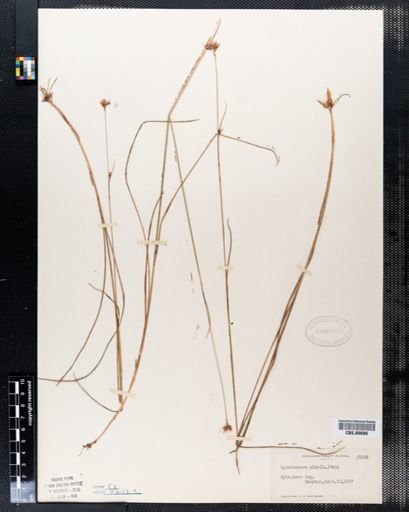 Rhynchospora alba