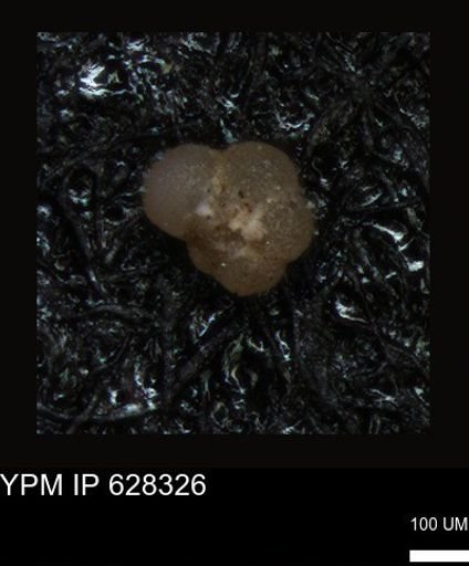 undet. Foraminiferida