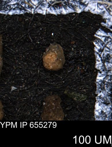 Ammobaculites euides