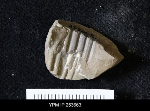 Ammonoidea