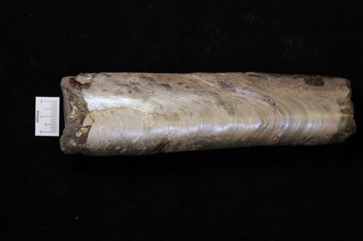 Baculites sp.