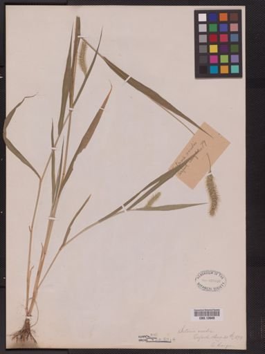 Setaria viridis