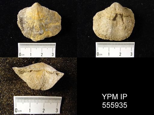Spirifer sp.