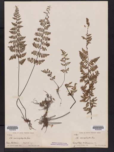 Cheilanthes