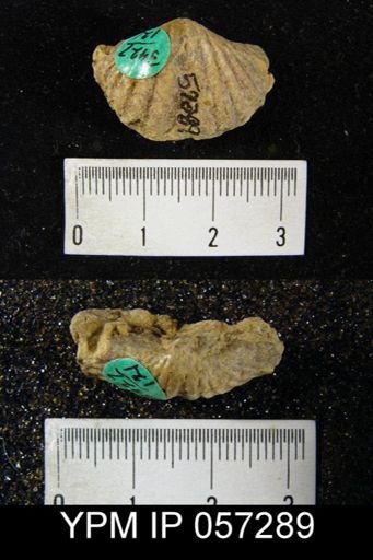 Spirifer cyclopterus