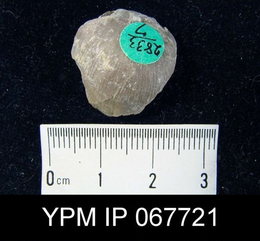 Stropheodonta equistriata