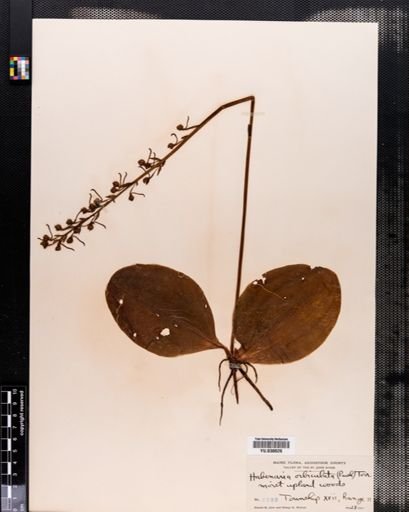 Habenaria orbiculata