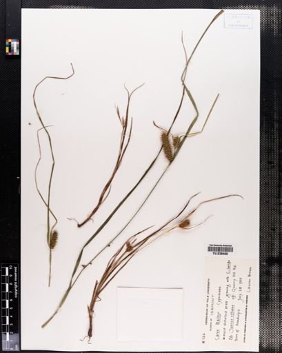 Carex baileyi