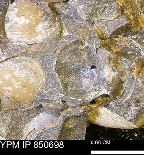 Limopsis striatopunctatus
