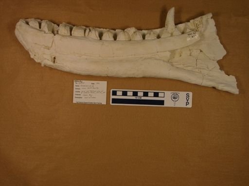 Gorgosaurus sp.