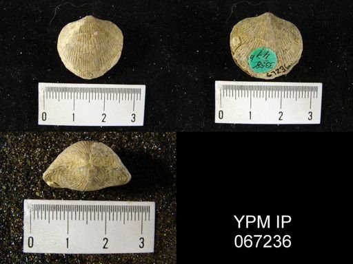 Atrypa reticularis
