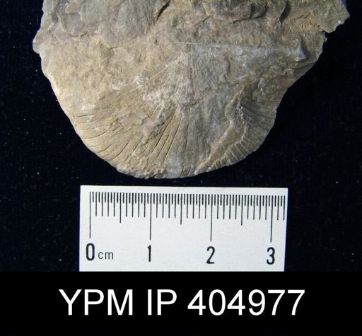 Amphistrophia?