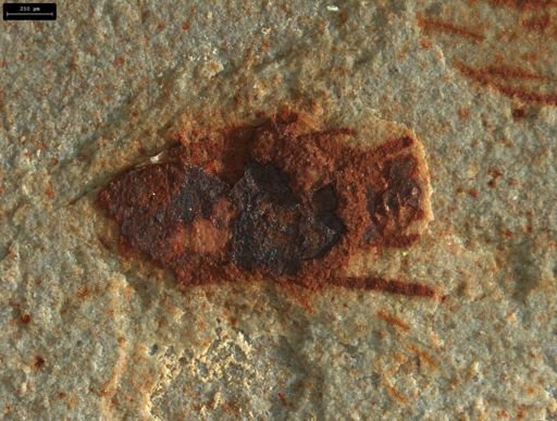 undet. Insecta