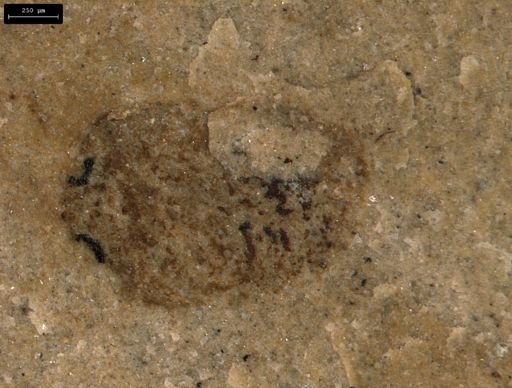 taxon undetermined