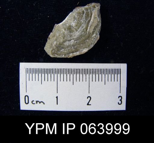 Leptaena tennesseensis