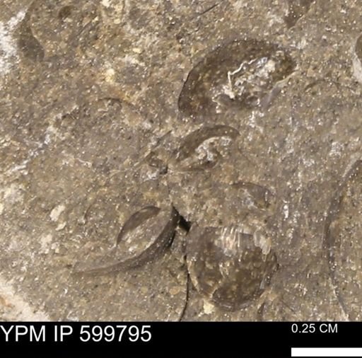 Protocardia subquadrata