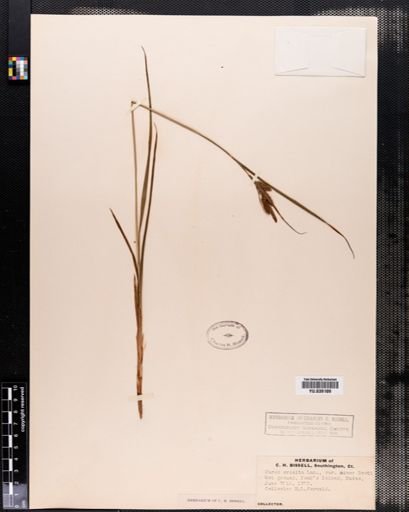 Plantae