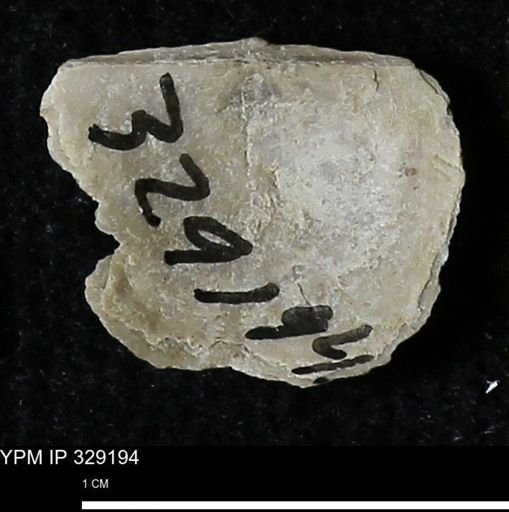 Pholidostrophia iowaensis