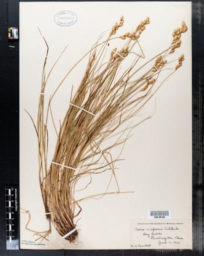Carex scoparia