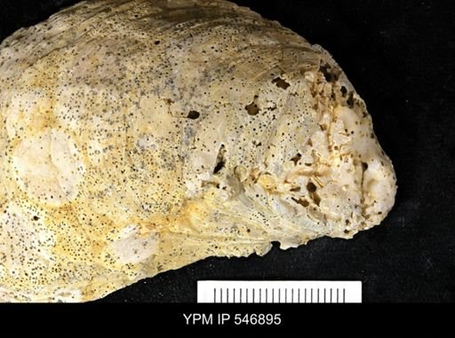 undet. Clionidae