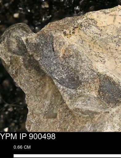 Anomia gryphorhyncha