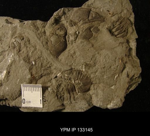 Phacops sp.