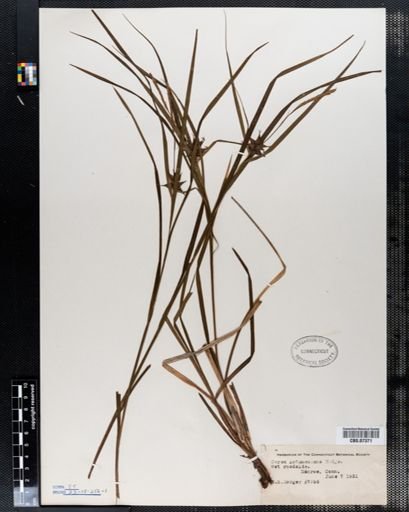 Carex intumescens
