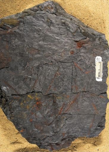 Pecopteris sp.
