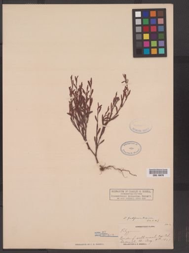 Polygonum prolificum