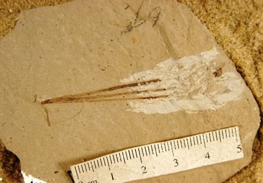 Pinus florissanti
